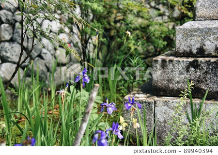 小安地藏寺_紫花燈籠 89940394