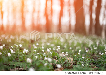 White wood anemone flowers in spring forest closeup 89940615
