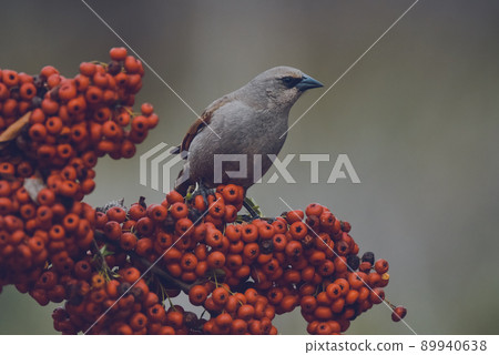 Bird eating red fruits,Patagonia Argentina Bird eating red fruits,Patagonia Argentina 89940638