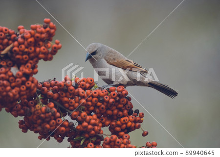 Bird eating red fruits,Patagonia Argentina Bird eating red fruits,Patagonia Argentina 89940645
