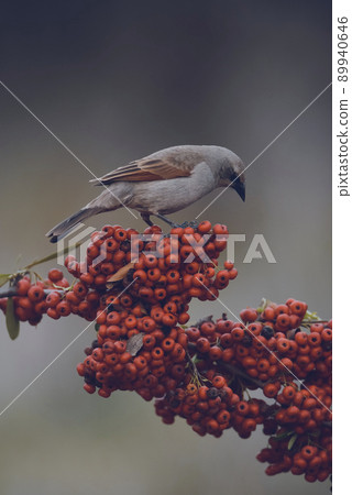 Bird eating red fruits,Patagonia Argentina Bird eating red fruits,Patagonia Argentina 89940646