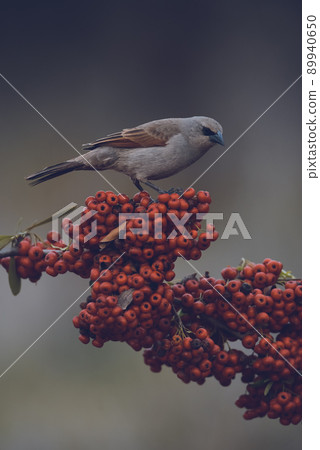 Bird eating red fruits,Patagonia Argentina Bird eating red fruits,Patagonia Argentina 89940650