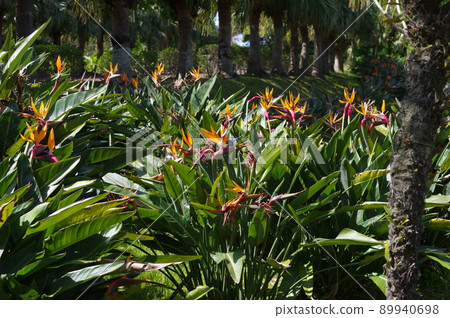 Hachijojima flowers. Strelitzia (bird of paradise flower) 89940698