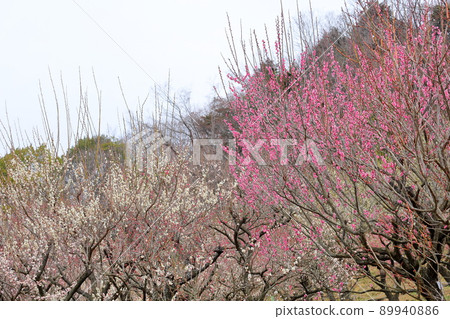 Red flower of flowers Red flower of flowers 89940886