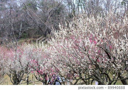 White flower flowers White flower flowers 89940888