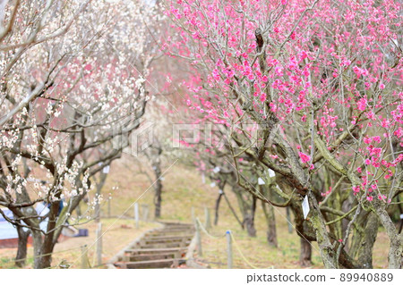 Red flower of flowers Red flower of flowers 89940889