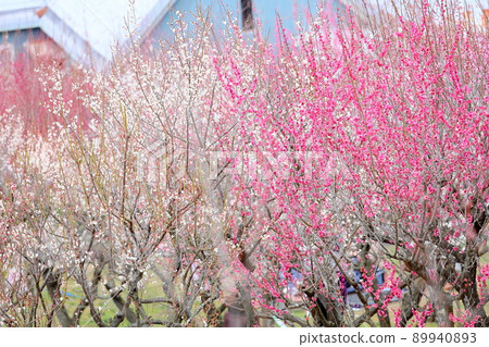 花紅色花 89940893