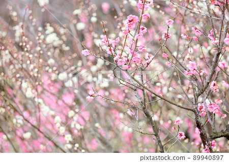 粉紅色的梅花 89940897