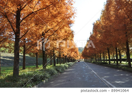 A row of metasequoia trees in Taiyogaoka, Kanazawa A row of metasequoia trees in Taiyogaoka, Kanazawa 89941064