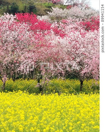 Rape flower field and cherry tree Rape flower field and cherry tree 89941154