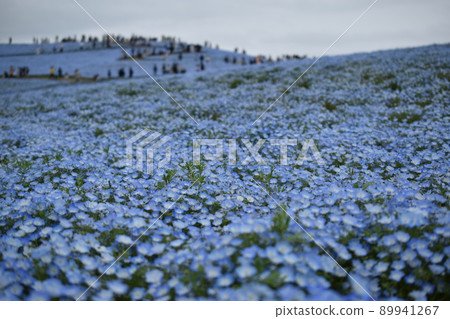 Nemophila blooming in Hitachi Seaside Park 89941267