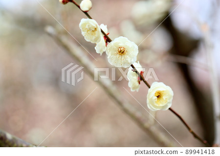 白花花 白花花 89941418