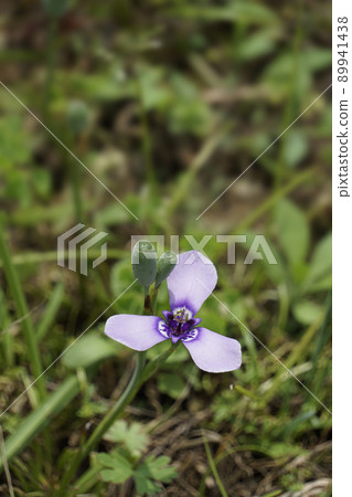 Pretty purple flowers of Chiriayame blooming in the grass Pretty purple flowers of Chiriayame blooming in the grass 89941438