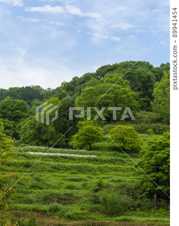 Blue sky and fresh green landscape Blue sky and fresh green landscape 89941454