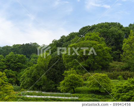 Blue sky and fresh green landscape 89941456