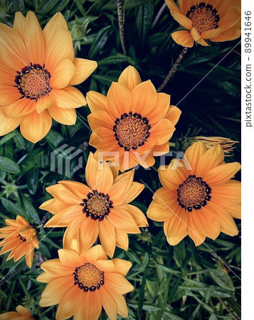 Flowers 89941646