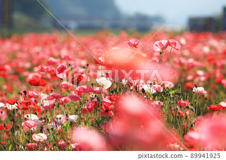 罌粟 5858 89941925