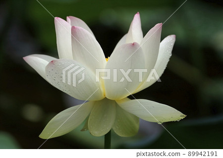 A lotus 89942191