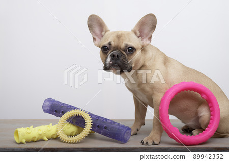 Purebred sad dog french bulldog with funny black muzzle with big ears and eyes sits posing on the wooden table next to a variety of coloured toys by the wall attentively looks into the photo camera. Purebred sad dog french bulldog with funny black muzzle with big ears and eyes sits posing on the wooden table next to a variety of coloured toys by the wall attentively looks into the photo camera. 89942352