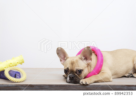 Purebred sad dog with a funny black muzzle with big ears and black eyes posing with toy next to a variety of coloured toys attentively looks into the photo camera near the white wall. High quality. Purebred sad dog with a funny black muzzle with big ears and black eyes posing with toy next to a variety of coloured toys attentively looks into the photo camera near the white wall. High quality. 89942353