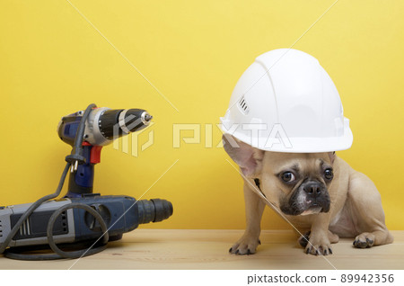 Bulldog dog in a white protective construction helmet sits among wrenches near the yellow wall celebrating Labor Day. The dog looks attentively into the camera and sitting sideways in a photo studio. Bulldog dog in a white protective construction helmet sits among wrenches near the yellow wall celebrating Labor Day. The dog looks attentively into the camera and sitting sideways in a photo studio. 89942356