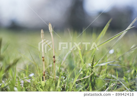 帶臉的馬尾 帶臉的馬尾 89942418