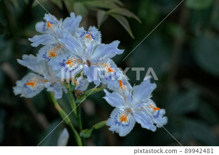 Irraceae shiga花 Irraceae shiga花 89942481