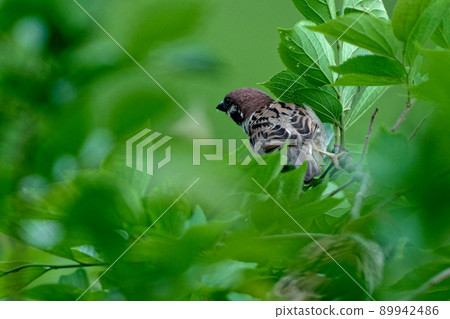 野生鳥麻雀 89942486