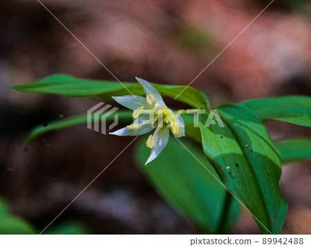 disporum smilaciens的開花 89942488