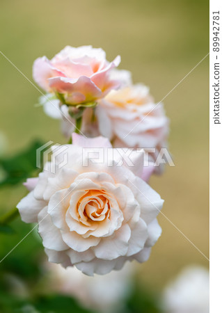 春天的玫瑰開花了♪ 春天的玫瑰開花了♪ 89942781