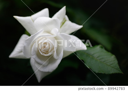 春天的玫瑰開花了♪ 春天的玫瑰開花了♪ 89942783
