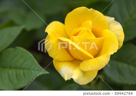 春天的玫瑰開花了♪ 89942784