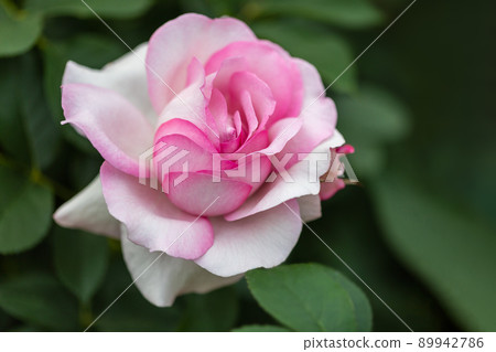 春天的玫瑰開花了♪ 89942786