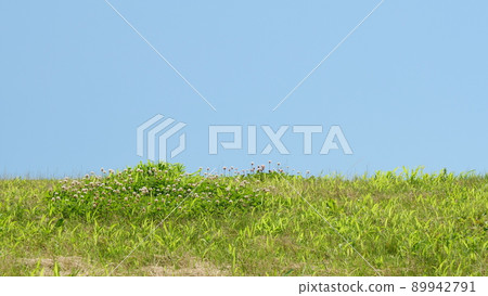 Blue sky and plants. (Background, copy space, material) Blue sky and plants. (Background, copy space, material) 89942791
