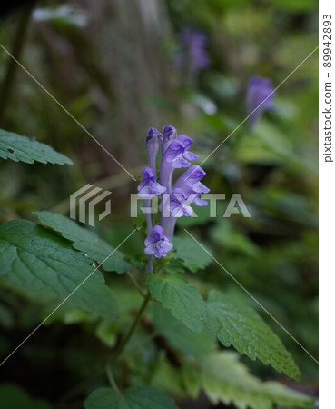 Scutellaria indica blooming in Nanasawa Forest Park Scutellaria indica blooming in Nanasawa Forest Park 89942893