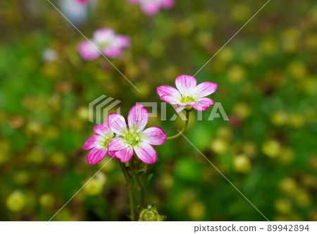 Pretty blooming spider magsa 89942894