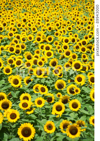One side of sunflower One side of sunflower 89943000