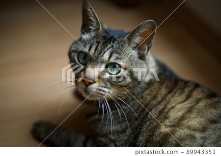 A cat with a lonely expression 89943351