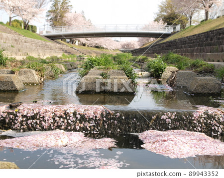 水瀨川上的櫻花和花筏 水瀨川上的櫻花和花筏 89943352