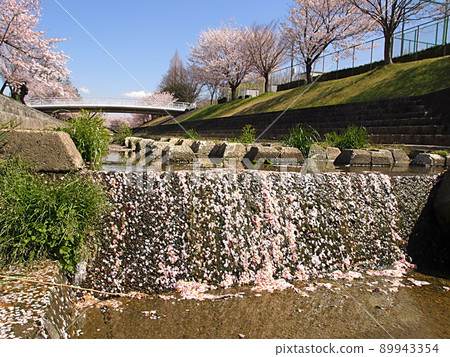 Sakura and flower rafts on the Minase River 89943354