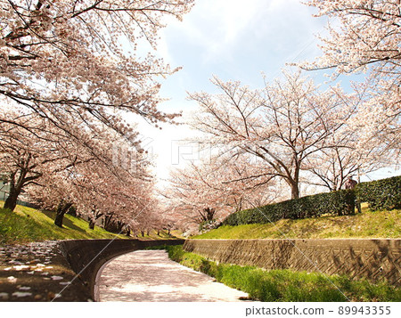 Sakura and flower rafts on the Minase River 89943355