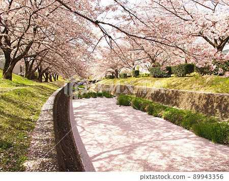 Sakura and flower rafts on the Minase River Sakura and flower rafts on the Minase River 89943356