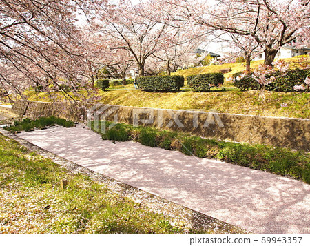 Sakura and flower rafts on the Minase River 89943357