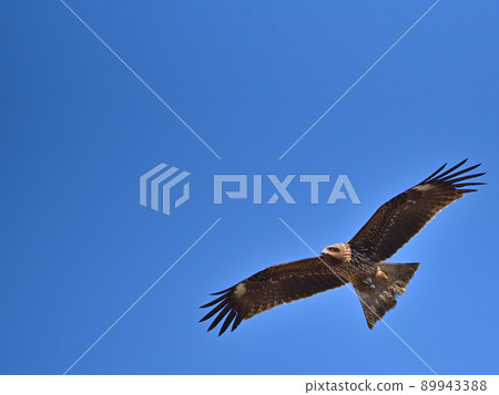The flapping of the black kite. The flapping of the black kite. 89943388