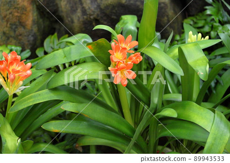 Kunsiran flowers 89943533