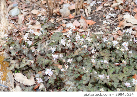 Snow throat flowers Snow throat flowers 89943534