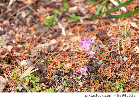 著名植物之花 著名植物之花 89943538