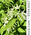 Perennial plant Vincetoxicum acuminata 89943667