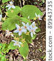 Fuzzy deutzia 89943735