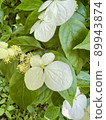 Hydrangea scandal 89943874